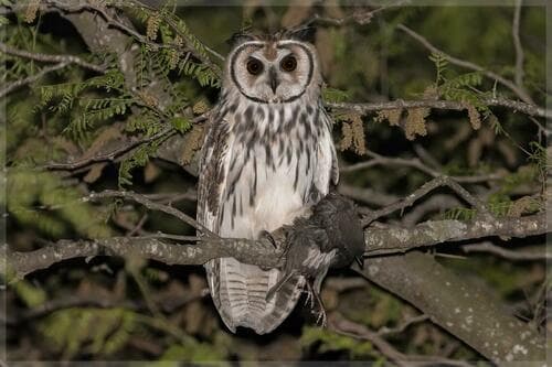 Striped Owl