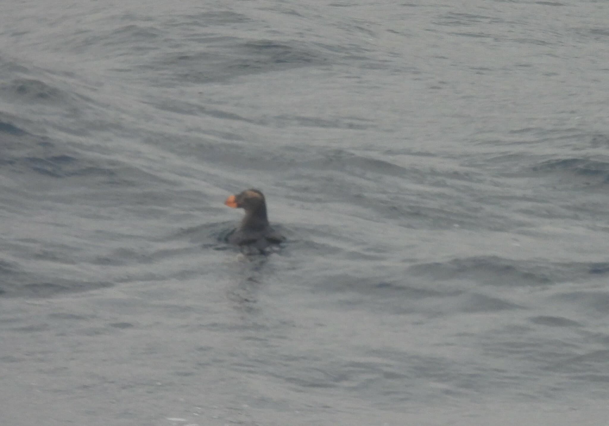 Tufted Puffin
