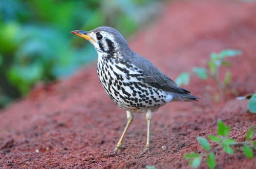 Groundscraper Thrush