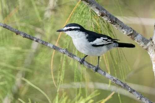 Pied Triller