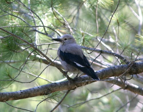 Clark's Nutcracker