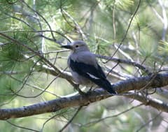 Clark's Nutcracker