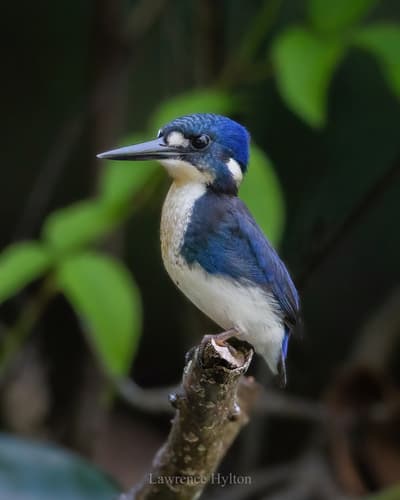 Little Kingfisher