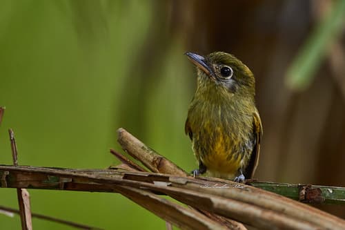 Eye-ringed Flatbill