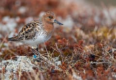 Spoon-billed Sandpiper