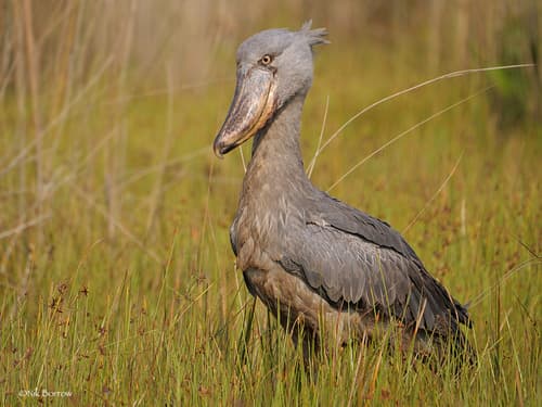 Shoebill