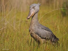 Shoebill
