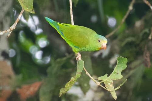 Cobalt-winged Parakeet