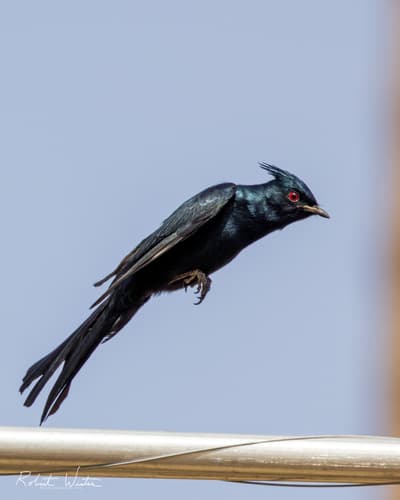Phainopepla