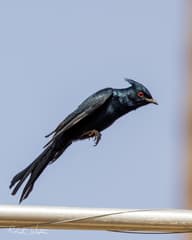 Phainopepla