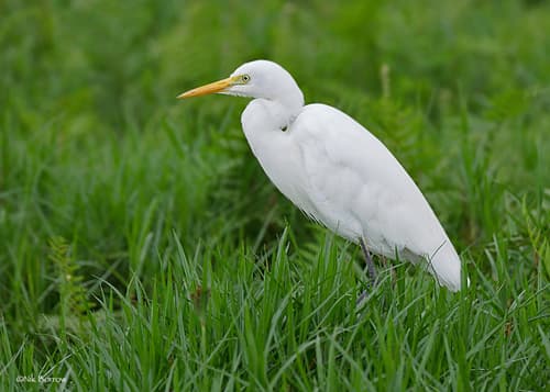 Yellow-billed Egret
