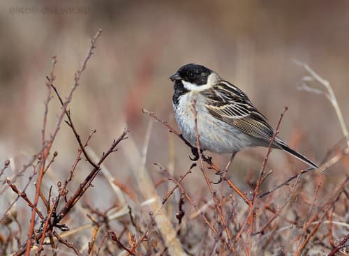 Pallas's Bunting