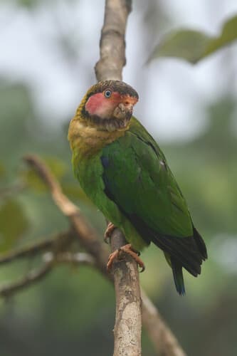 Rose-faced Parrot