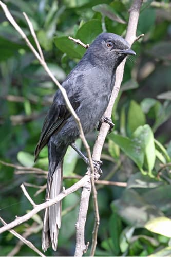 Northern Black-Flycatcher