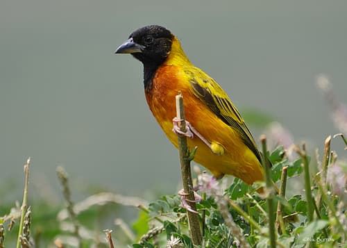 Black-headed Weaver