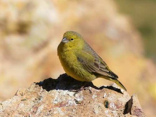 Greenish Yellow-Finch