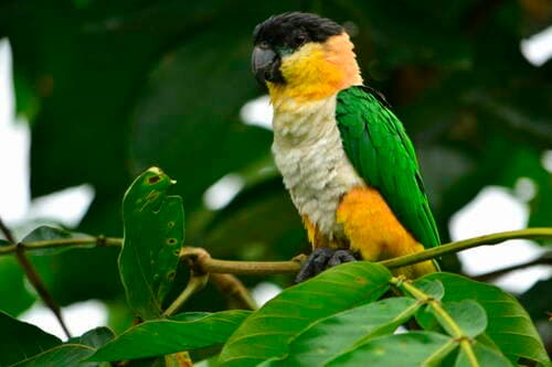 Black-headed Parrot