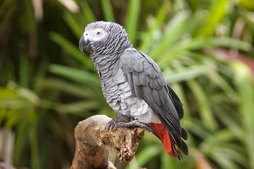 Gray Parrot