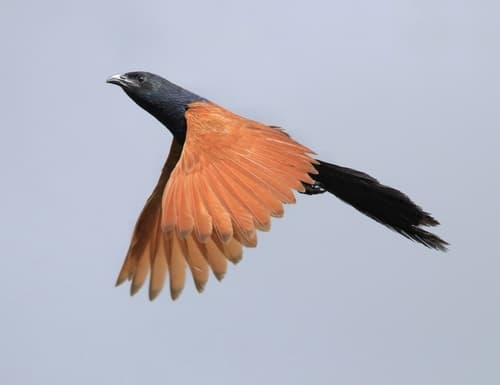 Lesser Coucal