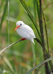 Malachite Kingfisher