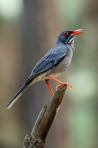 Eastern Red-legged Thrush