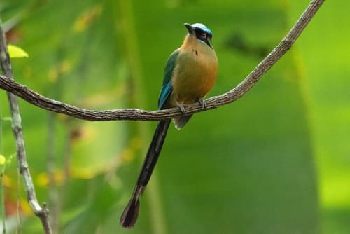 Amazonian Motmot