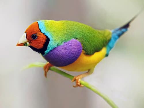 Gouldian Finch