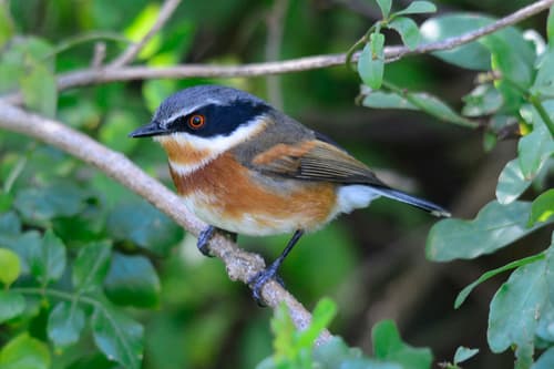 Cape Batis