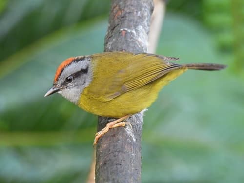 Russet-crowned Warbler