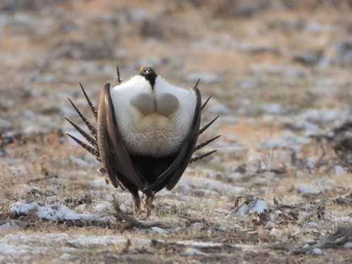 Greater Sage-Grouse