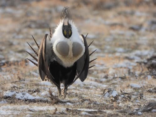 Sage Grouse