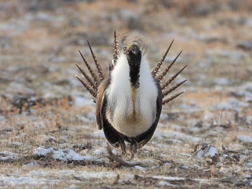 Greater Sage-Grouse