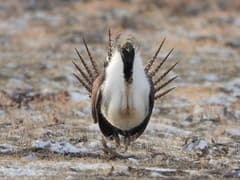 Greater Sage-Grouse