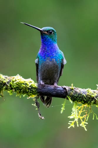 Green-backed Hillstar