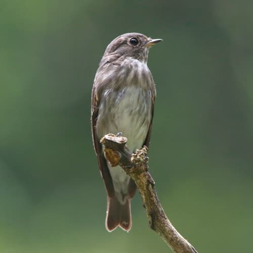 Dark-sided Flycatcher