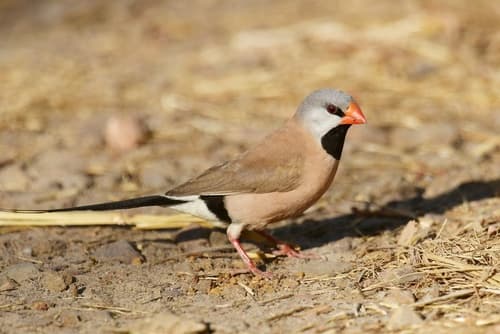 Long-tailed Finch