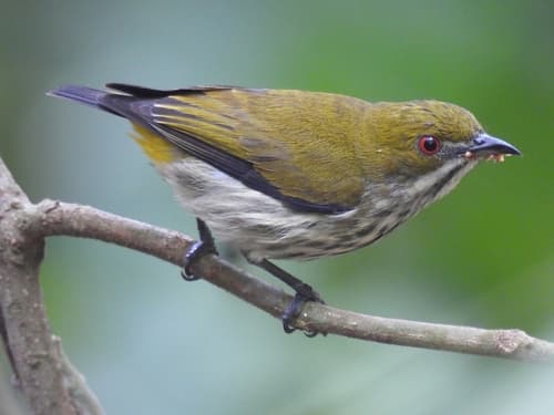 Yellow-vented Flowerpecker