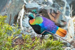Himalayan Monal