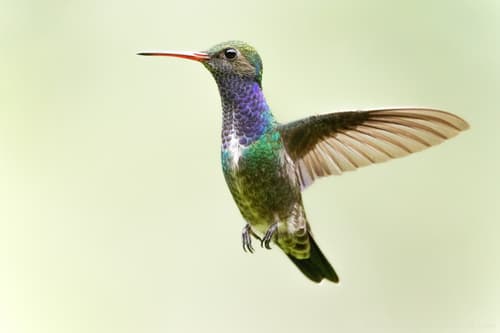 Sapphire-spangled Emerald