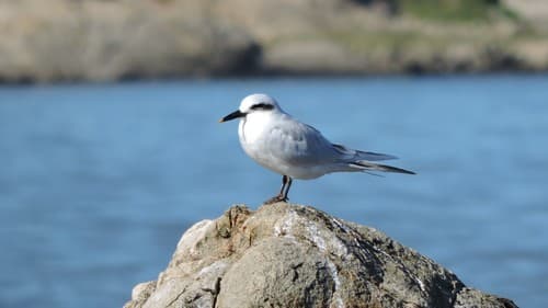 Snowy-crowned Tern