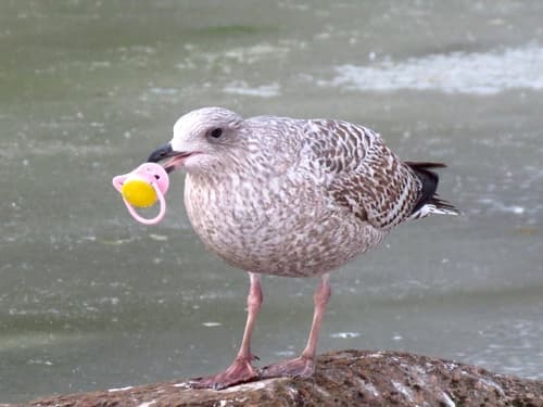 Herring Gull