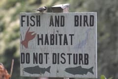 Black-capped Chickadee