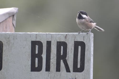 Black-capped Chickadee