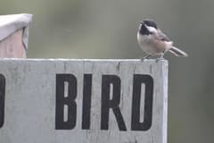 Black-capped Chickadee
