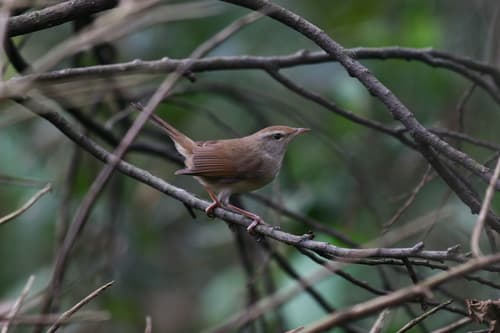 Manchurian Bush-Warbler