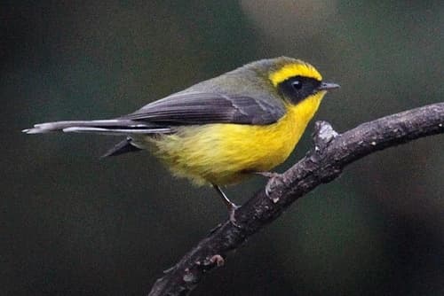 Yellow-bellied Fairy-Fantail