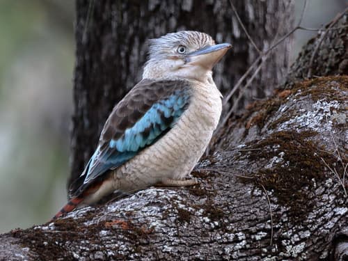 Blue-winged Kookaburra