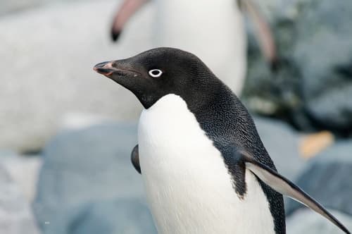 Adelie Penguin