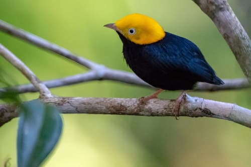 Golden-headed Manakin