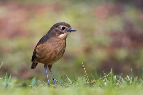 Tawny Antpitta